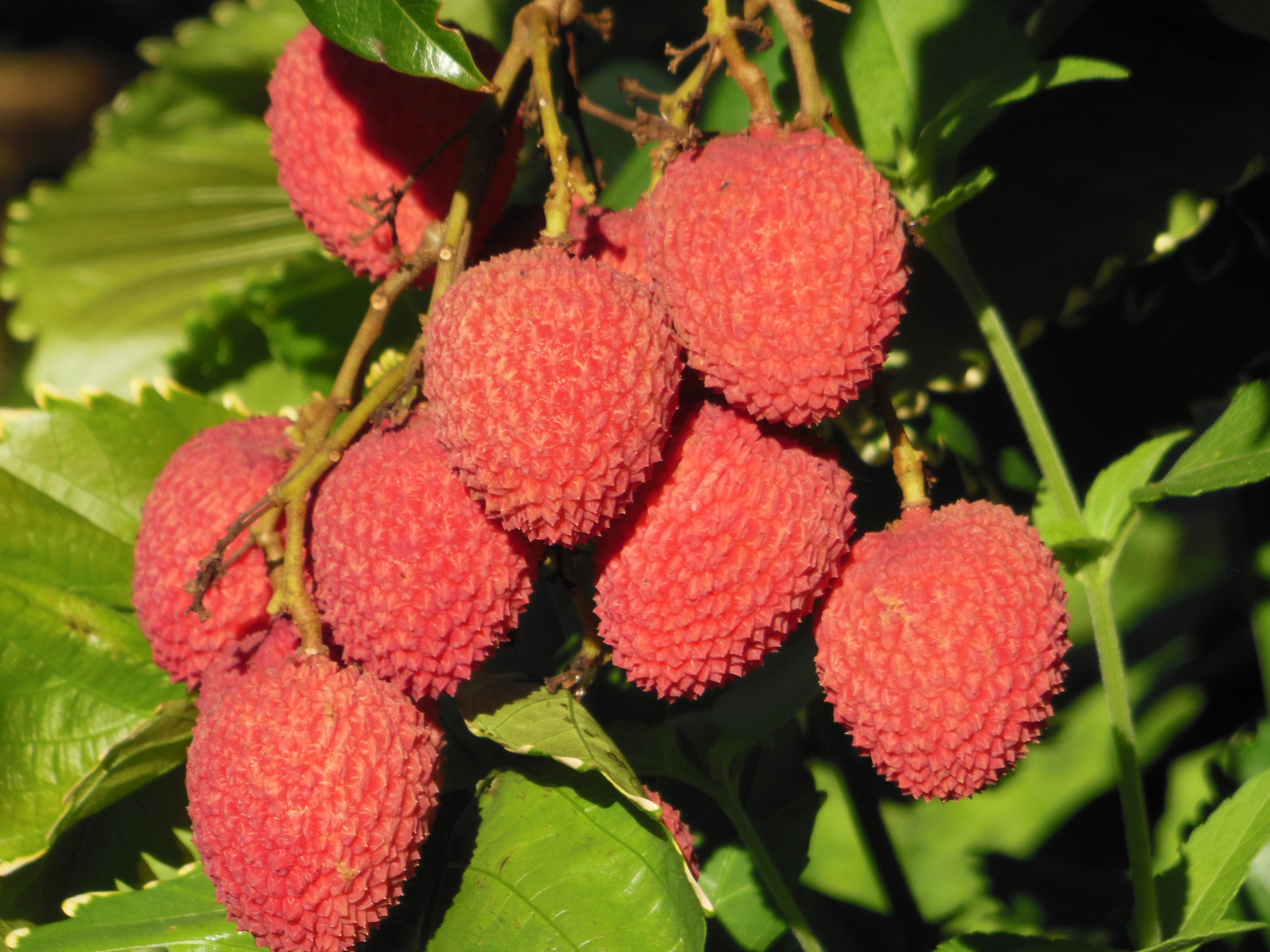 Lichi