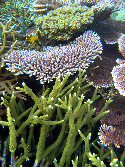 Coral