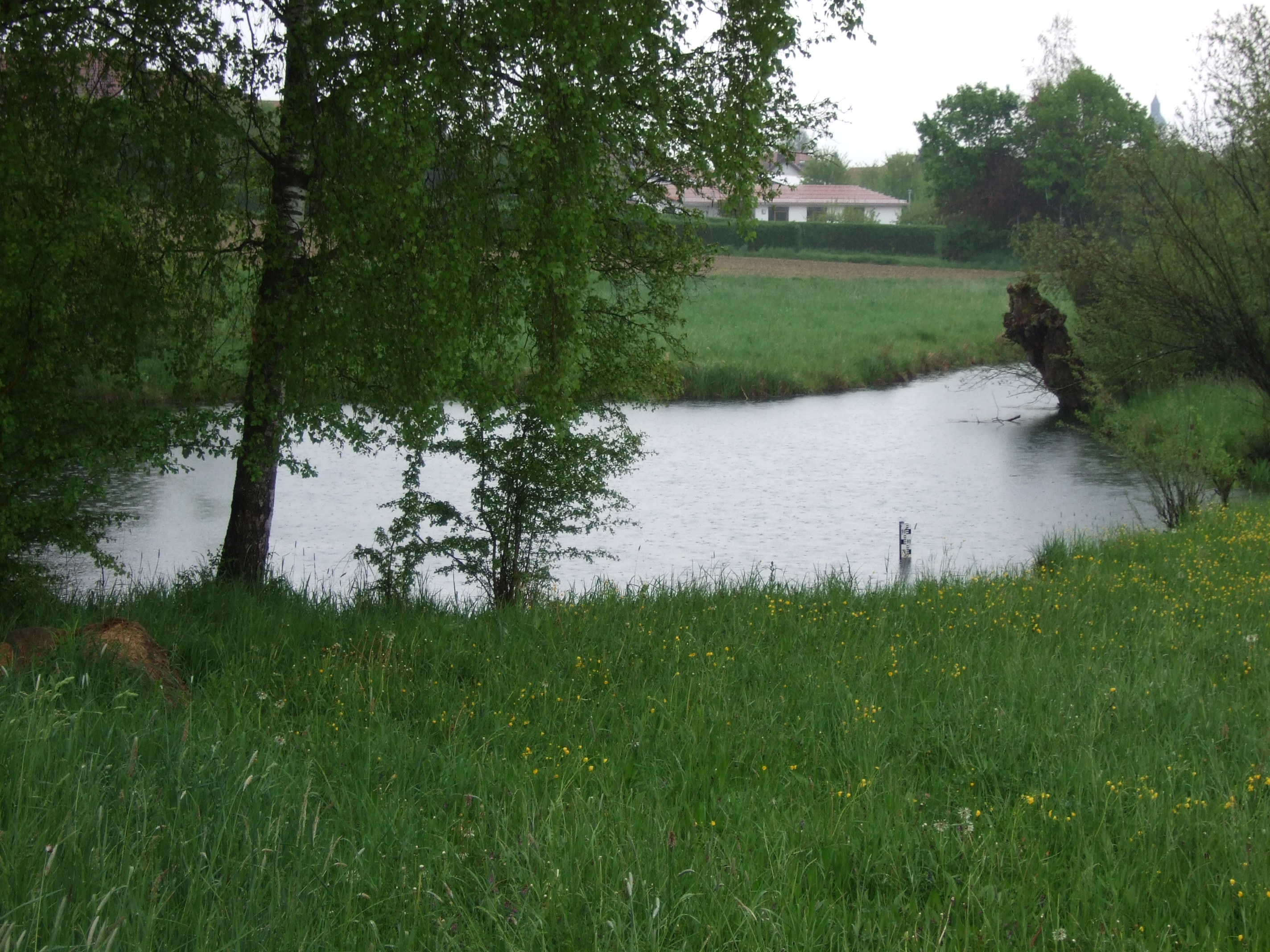 Nau