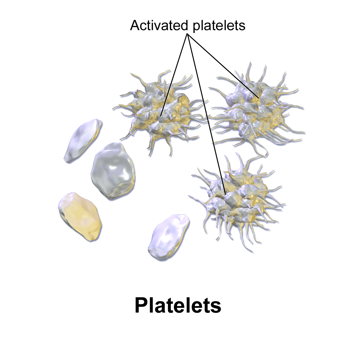 Plaqueta