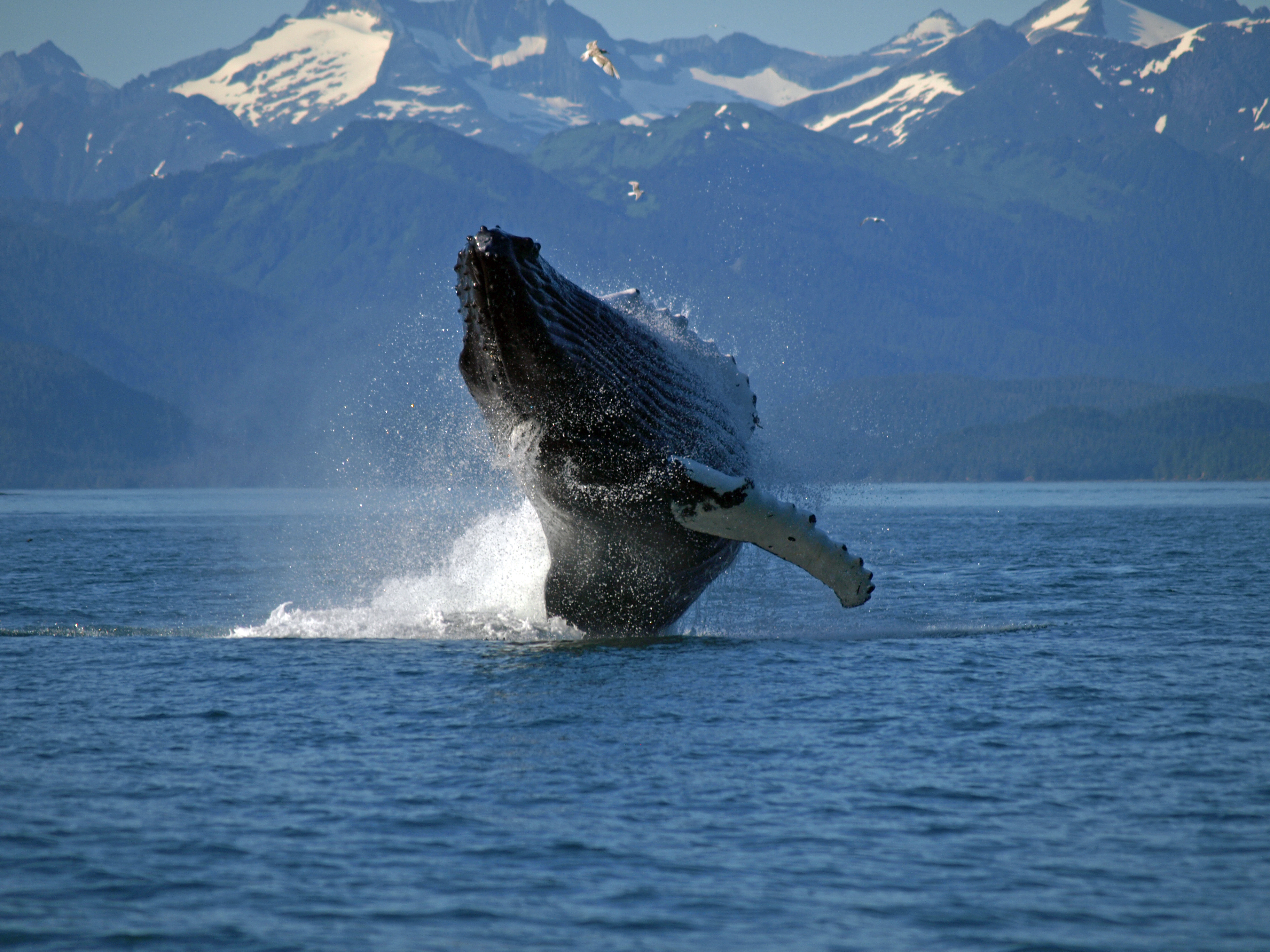 Alaska