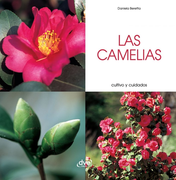 Las camelias - Cultivo y cuidados